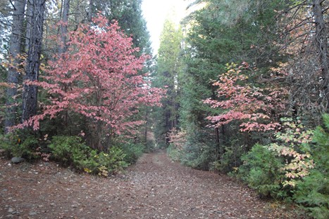 fall